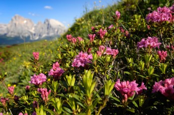 Viaggio libero con le seggiovie a giugno!